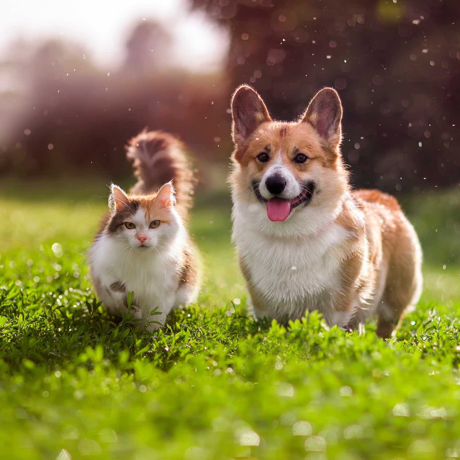 Produits vétérinaires, Pharmacie des Flandres, Marquette-lez-Lille, Saint-André-lez-Lille, Wambrechies